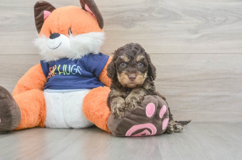 6 week old Cockapoo Puppy For Sale - Windy City Pups