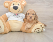 5 week old Cockapoo Puppy For Sale - Windy City Pups