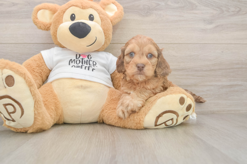 5 week old Cockapoo Puppy For Sale - Windy City Pups