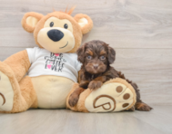 8 week old Cockapoo Puppy For Sale - Windy City Pups