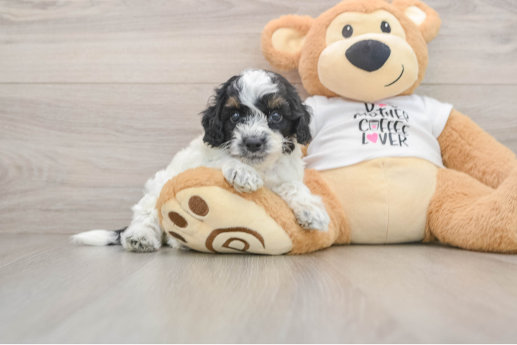 Smart Cockapoo Poodle Mix Pup