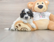 7 week old Cockapoo Puppy For Sale - Windy City Pups