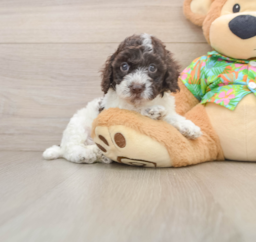 5 week old Cockapoo Puppy For Sale - Windy City Pups