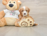 5 week old Cockapoo Puppy For Sale - Windy City Pups