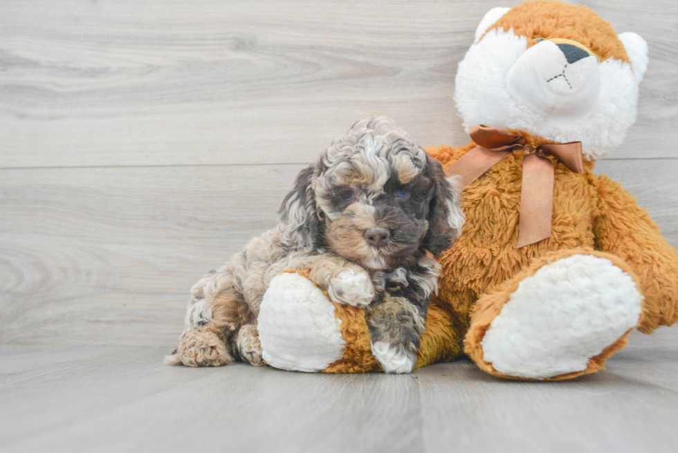 Cockapoo Puppy for Adoption