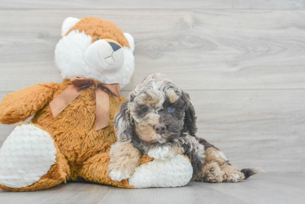 Cockapoo Puppy for Adoption