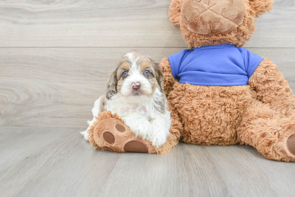 Fluffy Cockapoo Poodle Mix Pup