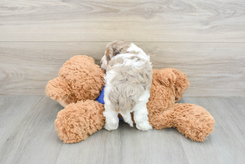 Smart Cockapoo Poodle Mix Pup