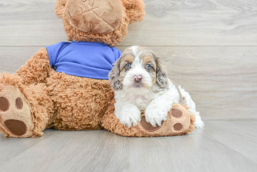 Cockapoo Puppy for Adoption