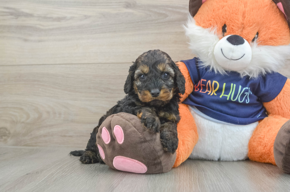 6 week old Cockapoo Puppy For Sale - Windy City Pups