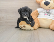 5 week old Cockapoo Puppy For Sale - Windy City Pups