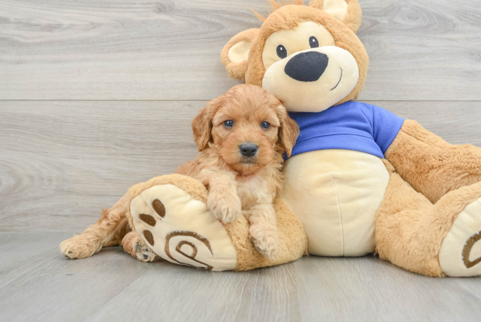 Energetic Cocker Doodle Poodle Mix Puppy