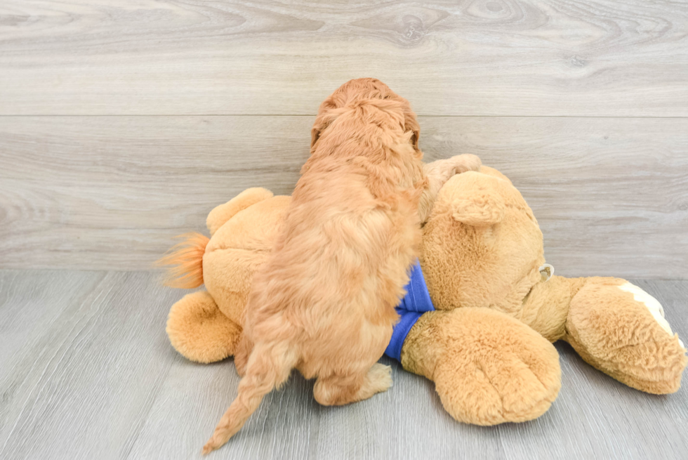 Cockapoo Pup Being Cute