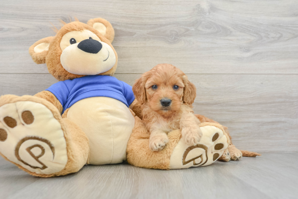 Cockapoo Pup Being Cute