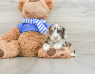 5 week old Cockapoo Puppy For Sale - Windy City Pups