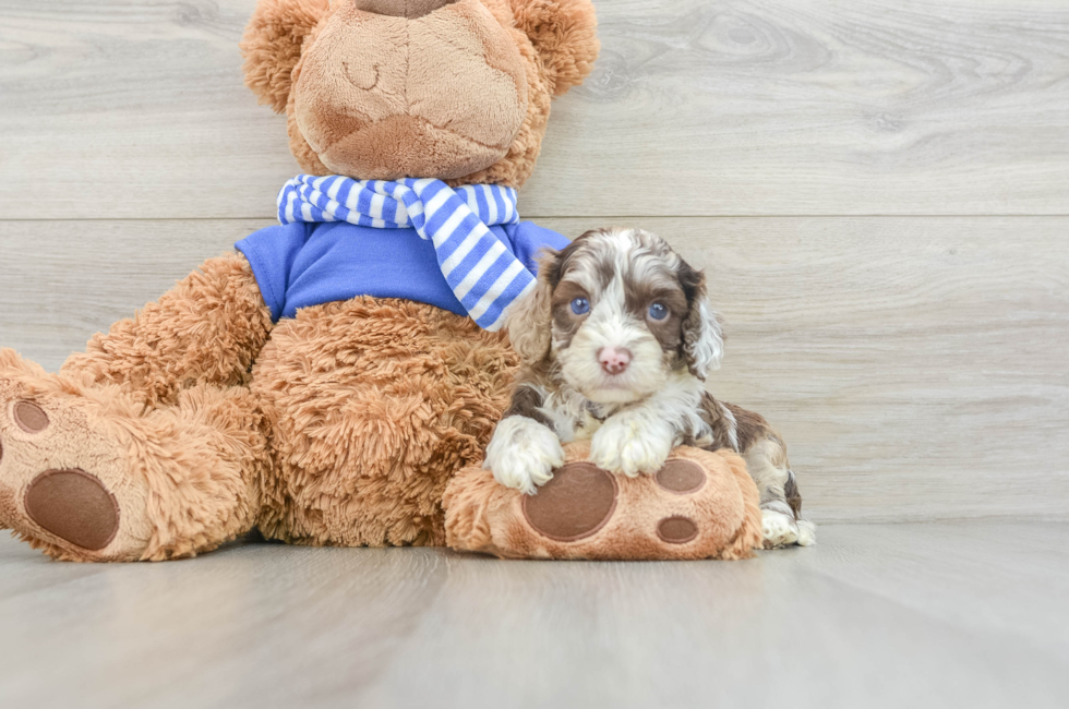 5 week old Cockapoo Puppy For Sale - Windy City Pups