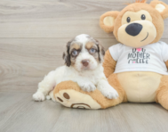 8 week old Cockapoo Puppy For Sale - Windy City Pups