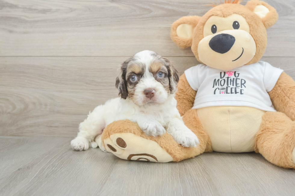 6 week old Cockapoo Puppy For Sale - Windy City Pups