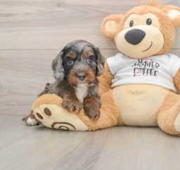 8 week old Cockapoo Puppy For Sale - Windy City Pups