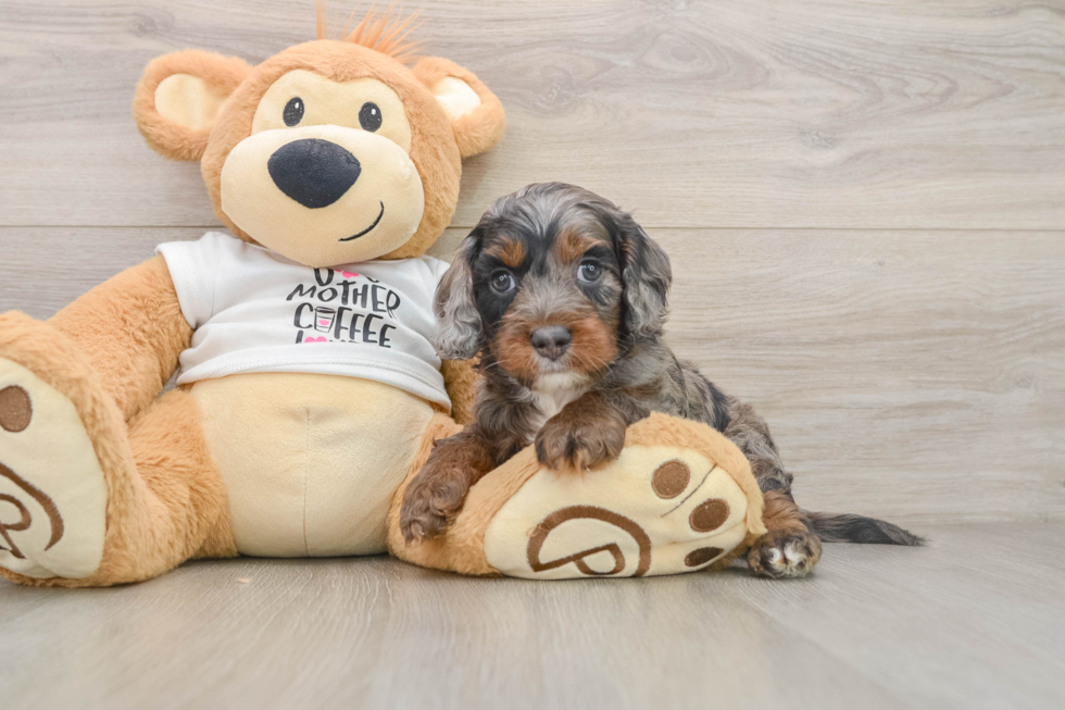 Cute Cockapoo Baby