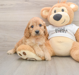 5 week old Cockapoo Puppy For Sale - Windy City Pups