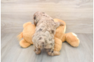 Cute Cockapoo Baby