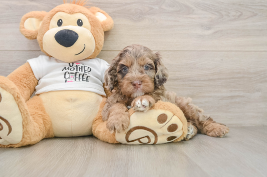 Cockapoo Pup Being Cute