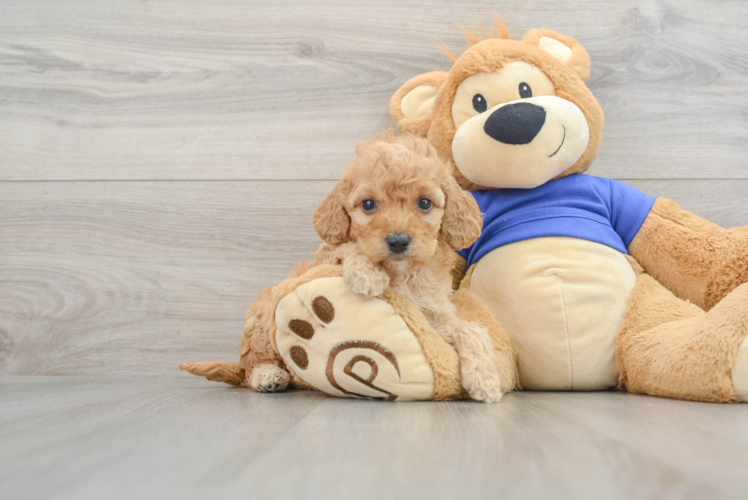 Cockapoo Pup Being Cute