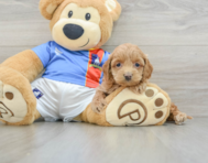 7 week old Cockapoo Puppy For Sale - Windy City Pups