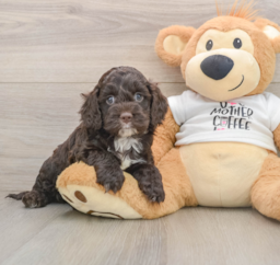 8 week old Cockapoo Puppy For Sale - Windy City Pups