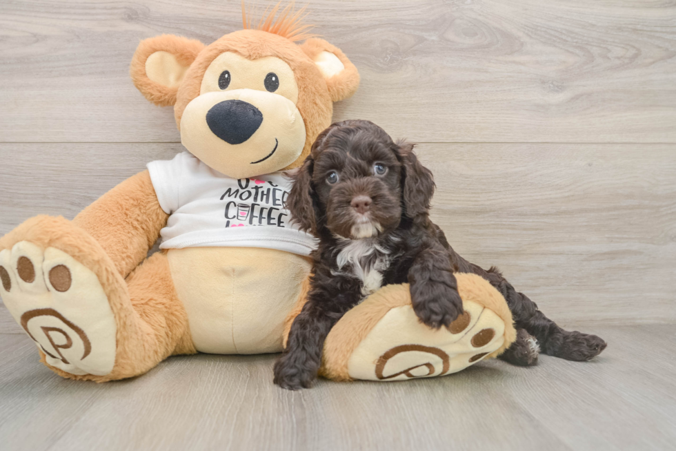 Little Cocker Doodle Poodle Mix Puppy