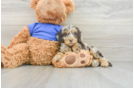 Cockapoo Puppy for Adoption