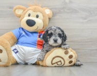 7 week old Cockapoo Puppy For Sale - Windy City Pups
