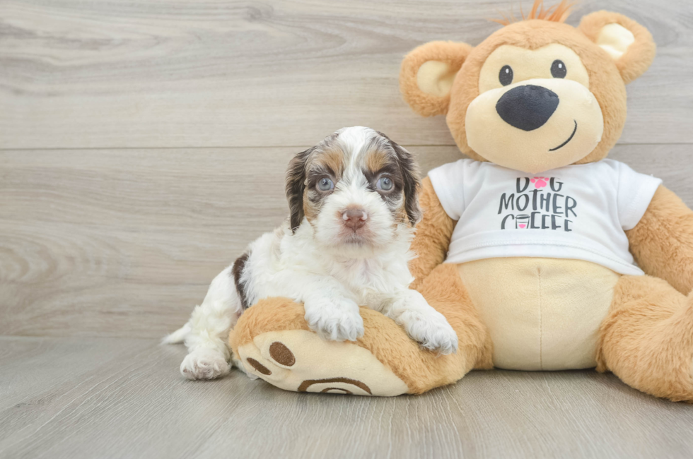 6 week old Cockapoo Puppy For Sale - Windy City Pups