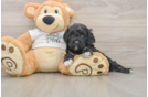 Best Cockapoo Baby