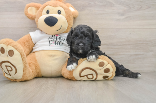 Best Cockapoo Baby