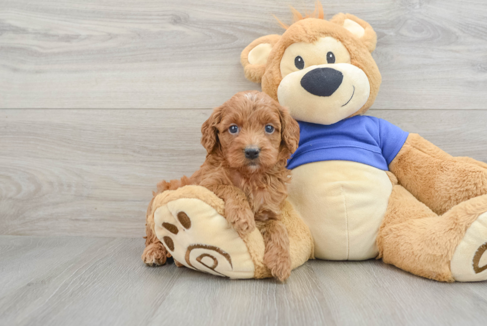 Cockapoo Pup Being Cute