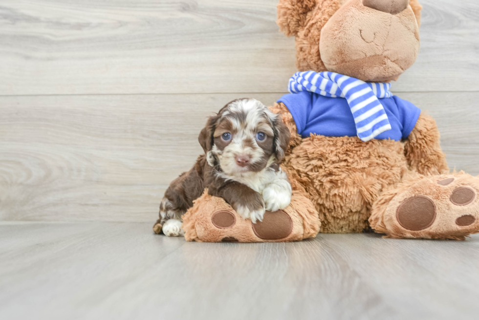 Cockapoo Puppy for Adoption