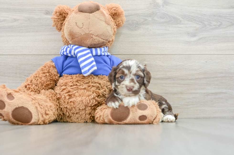 5 week old Cockapoo Puppy For Sale - Windy City Pups