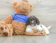 7 week old Cockapoo Puppy For Sale - Windy City Pups