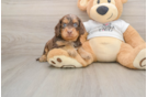 Cute Cockapoo Baby