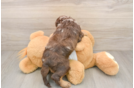 Best Cockapoo Baby