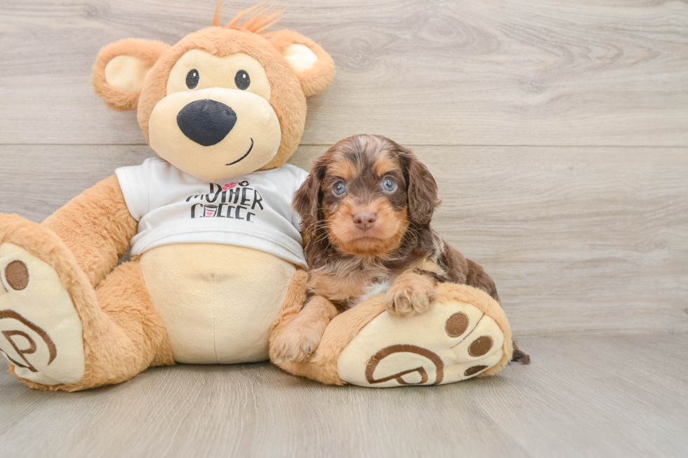 Cockapoo Puppy for Adoption