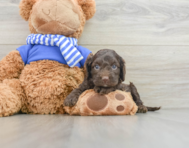 6 week old Cockapoo Puppy For Sale - Windy City Pups