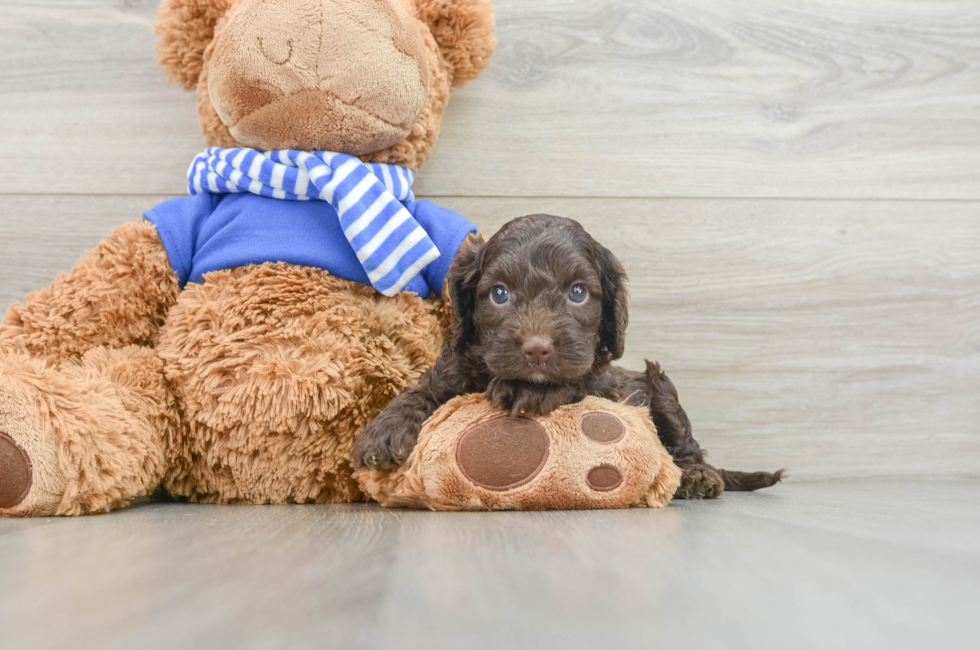 5 week old Cockapoo Puppy For Sale - Windy City Pups