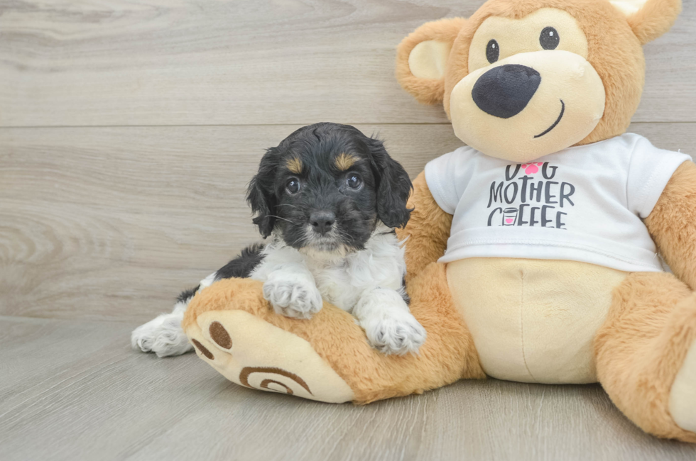 6 week old Cockapoo Puppy For Sale - Windy City Pups