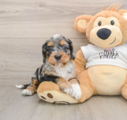6 week old Cockapoo Puppy For Sale - Windy City Pups