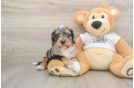Cockapoo Puppy for Adoption