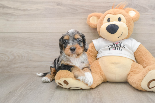 Cockapoo Puppy for Adoption