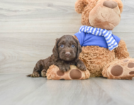 6 week old Cockapoo Puppy For Sale - Windy City Pups